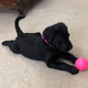 Meet your Posher, Sierra